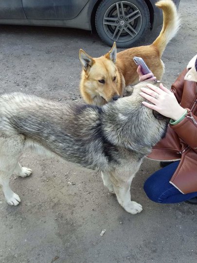 Для помощи временно осиротевшим кошкам и собакам волонтёры-зооактивисты запустили движение "#НАКОРМИ". Фото страничка движения "#НАКОРМИ" в Facebook