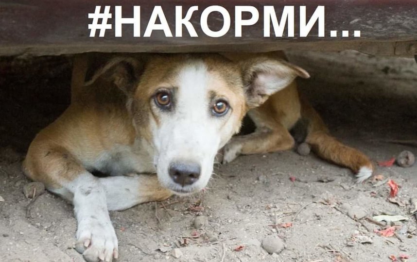 Для помощи временно осиротевшим кошкам и собакам волонтёры-зооактивисты запустили движение "#НАКОРМИ". Фото страничка движения "#НАКОРМИ" в Facebook