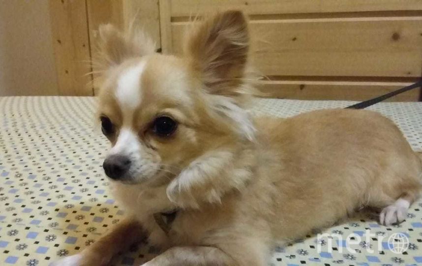 Эту крошку зовут Мося, ей 3.5 года. Весит меньше 2-х килограмм и при этом она гроза всего района! Она кидается не только на местных кошек и собак (особенно больших), но и на случайных прохожих. Настоящая собака Баскервилей! Фото Антон, "Metro"