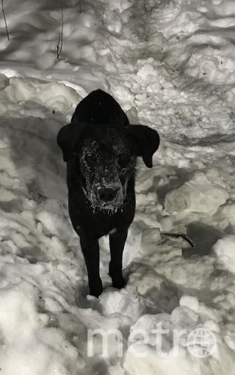 Джек очень любит играть зимой в снежки! Фото Владимир , "Metro"