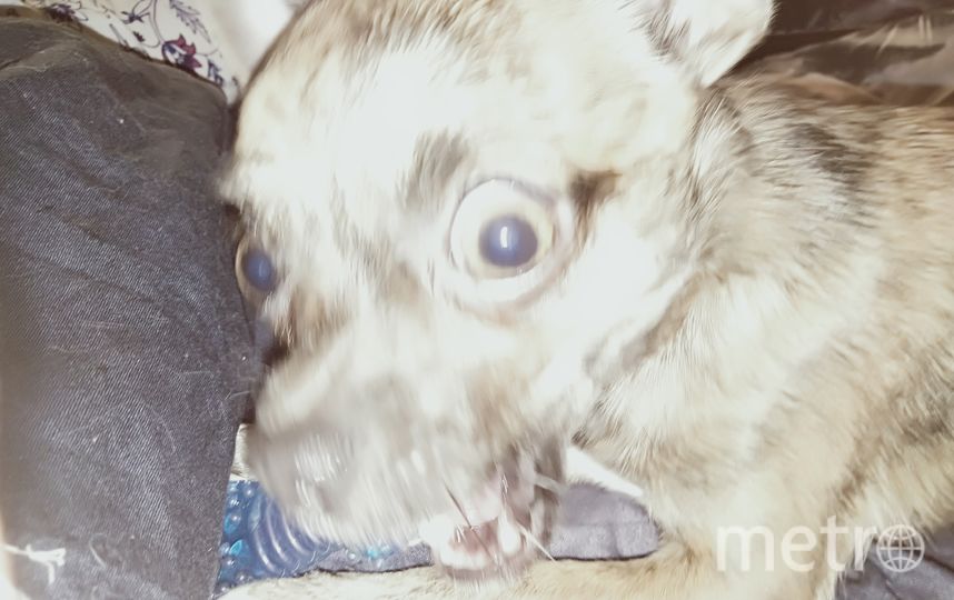 Это Амур. Иногда он думает, что он большая злобная собака. Но на самом деле он очень добрый. Фото Роман, "Metro"