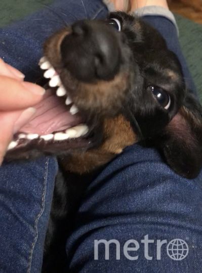 Джесси ещё щенок, но за лакомством охотится не по детски! Фото Ирина, "Metro"