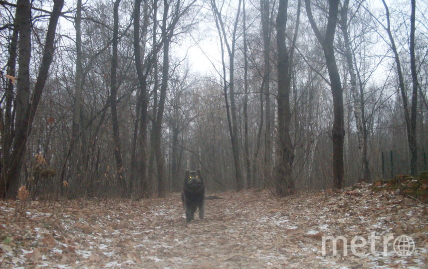 У нашей читательницы Натальи тоже есть своя "собака Баскервилей". Кадр сделан во время прогулки в Сокольниках. Фото Наталья, "Metro"