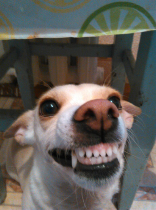 А это Сонечка. Так она выпрашивает у своей хозяйки свои любимые сушки. Фото Алёна., "Metro"