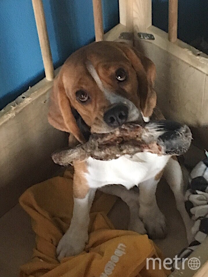 Это Фродо, но хозяева ласково называют его Фродик. Больше всего на свете он любит грызть всё, что попадает ему в пасть. Ну а в целом очень безобидный и дружелюбный пёс. С его появлением в доме нашего читателя стало гораздо веселее. Фото Дмитрий, "Metro"