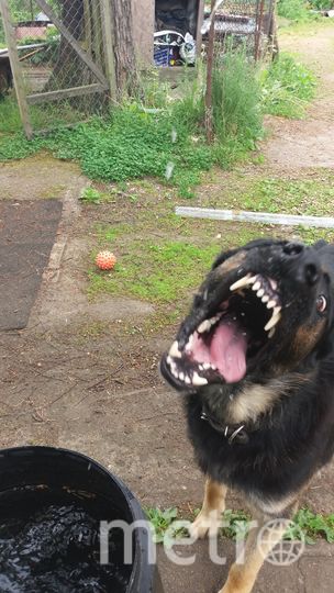 Это Арни. Порода – восточноевропейская овчарка. Арни 4 года и он очень весёлый. Этот страшный оскал вовсе не страшен - просто он ловит брызги. Фото Юлия, "Metro"