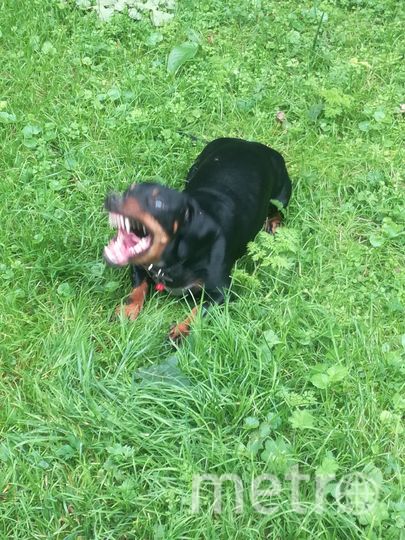 Это Ричард, и ему 2 года. Он король игрушечных дельфинов. У него их целая коллекция. Фото Юлия, "Metro"