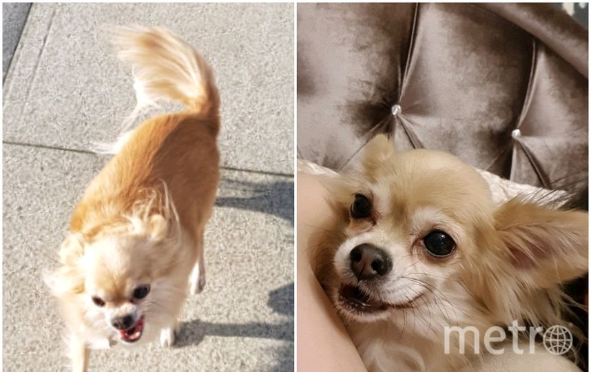 А это "милая злючка Джуля". Кусаться не умеет зато защищает всей душой. Фото Мария, "Metro"