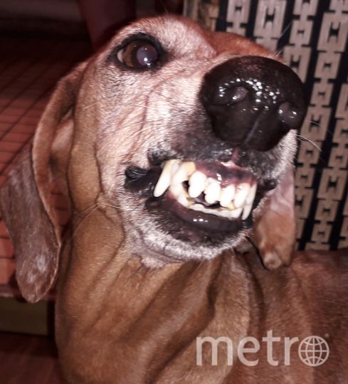 Это Фенечка. Ей 8 лет и она просто очаровательна, не правда ли? Фото Татьяна, "Metro"