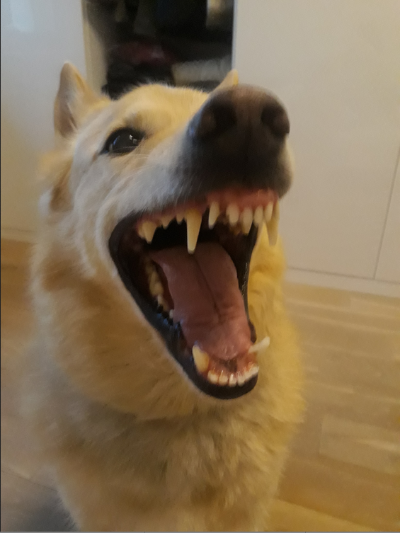 Патрику 9 лет. Такой страшный для неосведомлённого человека оскал у него появляется во время игры и ещё приветствия, когда возвращаешься домой! Фото Анна, "Metro"