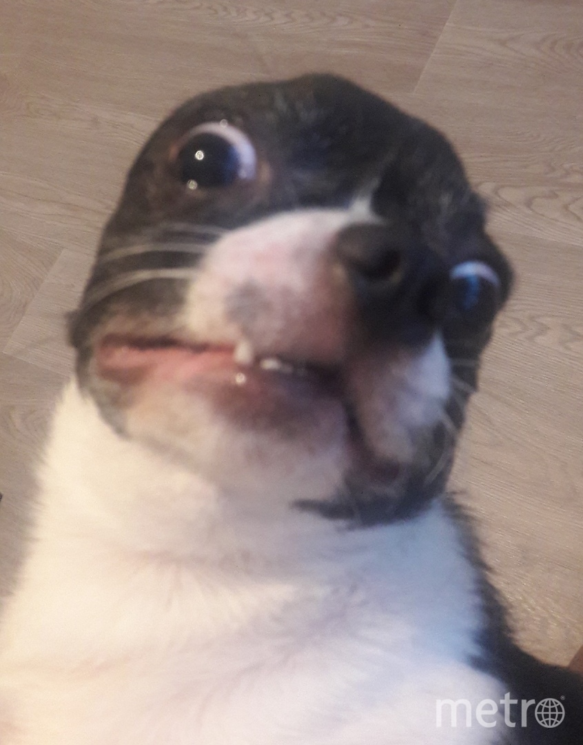 Дизель – невероятно обаятельный и красивый пёс, особенно в моменты радости. Фото Юлия, "Metro"