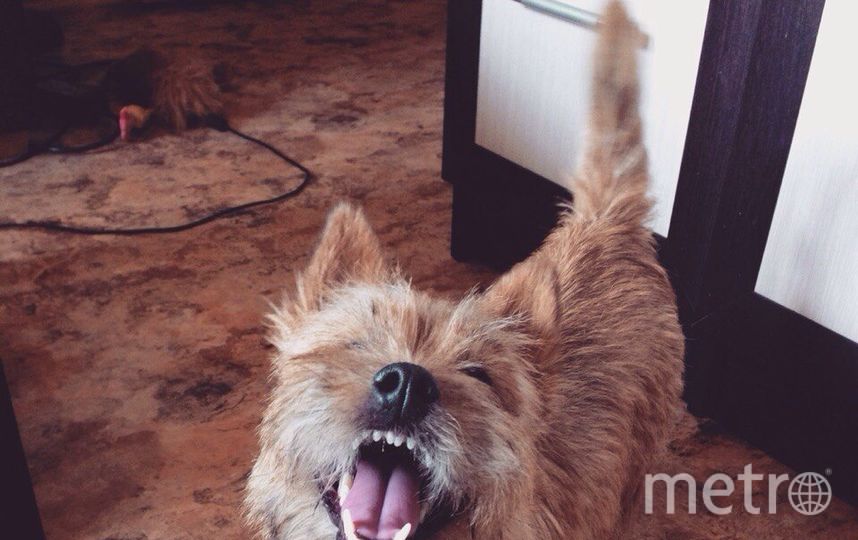 Перед вами – Норвич-терьер Ксюша! Ей 5 лет, и это самая жизнерадостная собака на всём белом свете! Фото Юлия, "Metro"