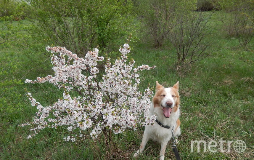Это Михей. Любимец хозяев и верный друг. Он метис (дворянин), с веснушками и розовым носом. Очень нравится детям. Но если понадобится - верный охранник. В любую погоду всегда стоит на страже дома и семьи. Фото Владимир, "Metro"