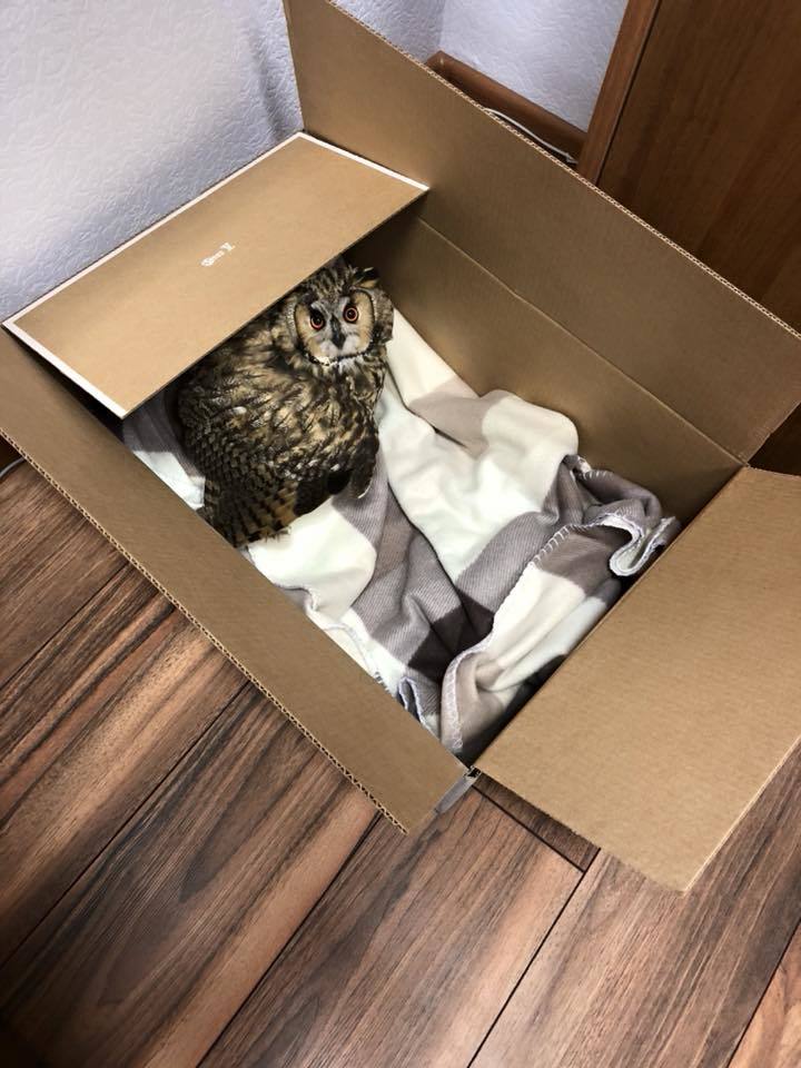 Спасённая сова. Фото facebook.com/maria.zakharova.167