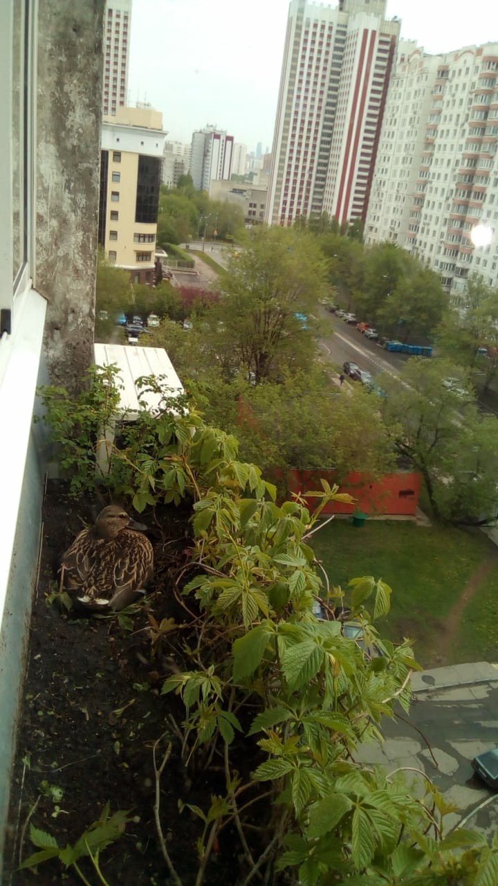 Тот самый балкон. Фото предоставила Марианна Фомичёва