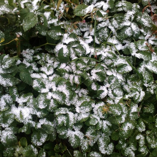 Первый снег выпал в Мытищах. Фото Скриншот instagram.com/natali241185/