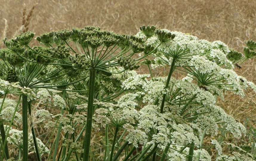 Борщевик. Фото pixabay