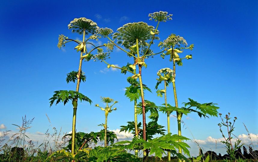 Борщевик. Фото pixabay