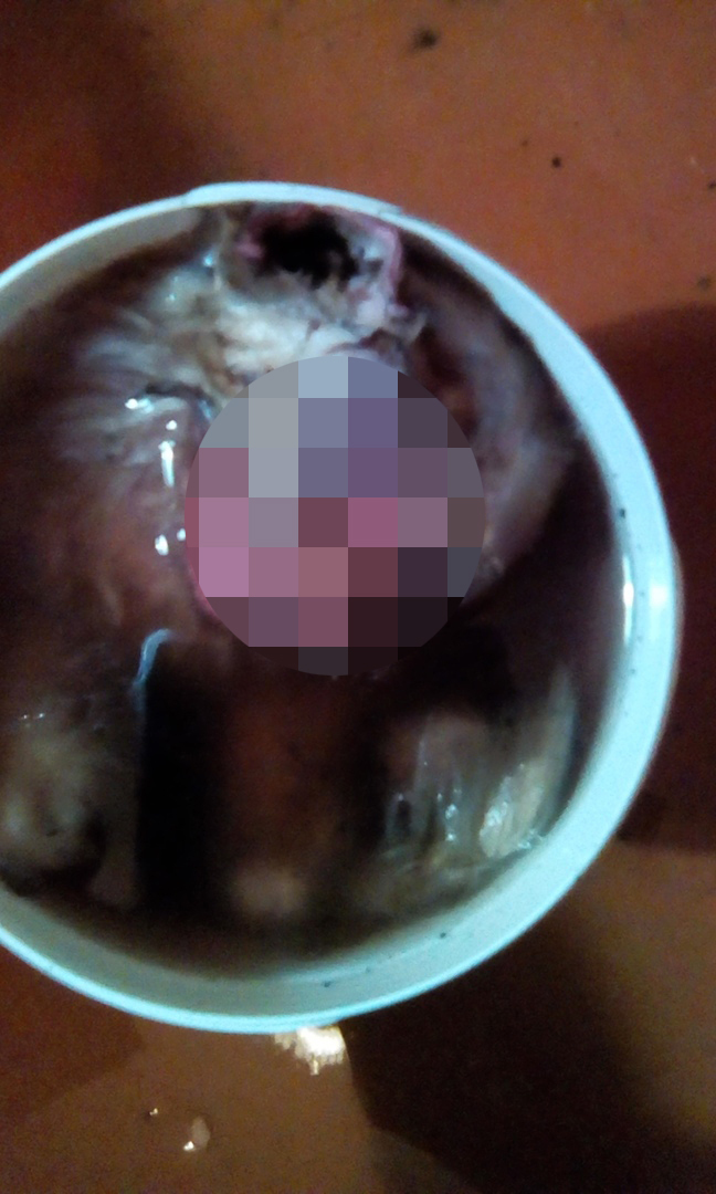 предоставлено ассоциацией "Зооправо".