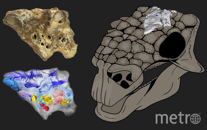 "Он мог услышать человека!": петербургские палеонтологи создали 3D-модель мозга динозавра