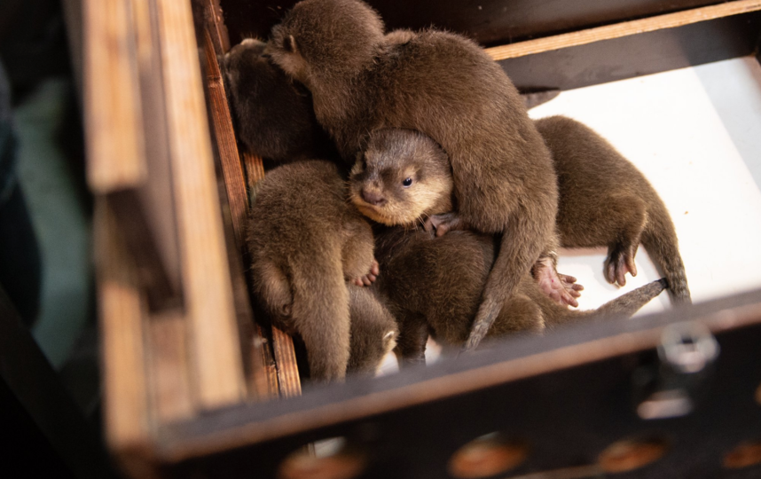 В Петербурге чипировали выдрят. Фото Святослав Акимов, "Metro"