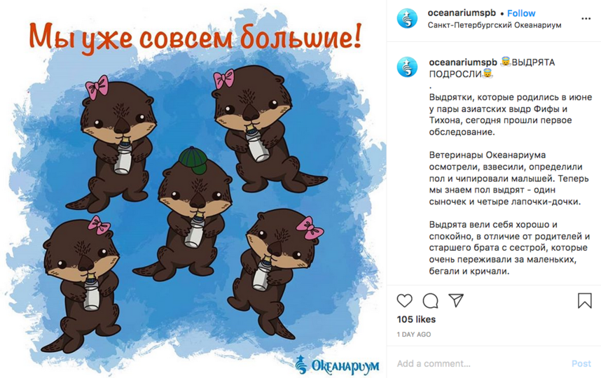 Ветеринары осмотрели и определили пол малышей. Фото скриншот Instagram @oceanariumspb