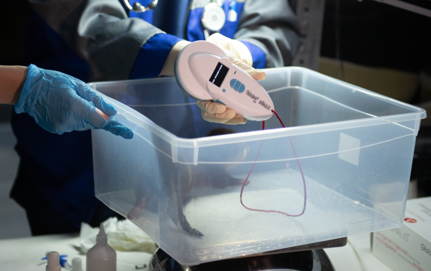 В Петербурге чипировали выдрят. Фото Святослав Акимов, "Metro"