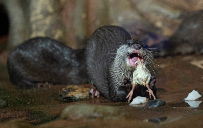 В Петербурге чипировали выдрят. Фото Святослав Акимов, "Metro"