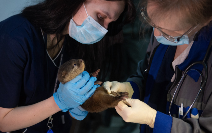 В Петербурге чипировали выдрят. Фото Святослав Акимов, "Metro"