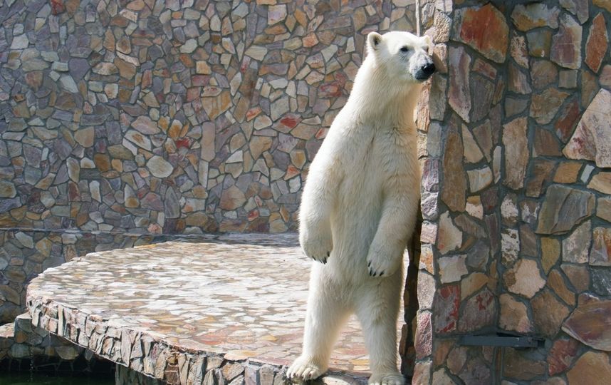 В Ленинградском зоопарке посетительница кинула в белую медведицу мороженым