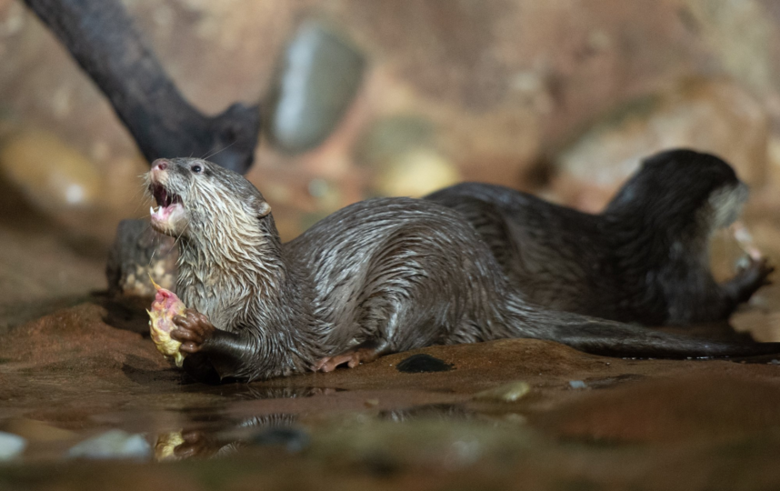 В Петербурге чипировали выдрят. Фото Святослав Акимов, "Metro"