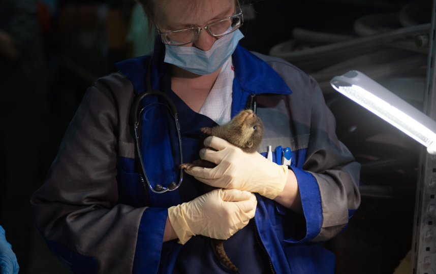 В Петербурге чипировали выдрят. Фото Святослав Акимов, "Metro"