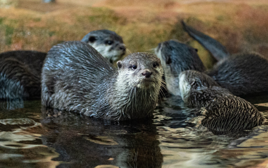 В Петербурге чипировали выдрят. Фото Святослав Акимов, "Metro"