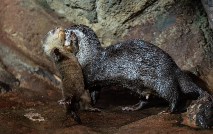 В Петербурге чипировали выдрят. Фото Святослав Акимов, "Metro"