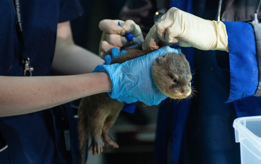 В Петербурге чипировали выдрят. Фото Святослав Акимов, "Metro"