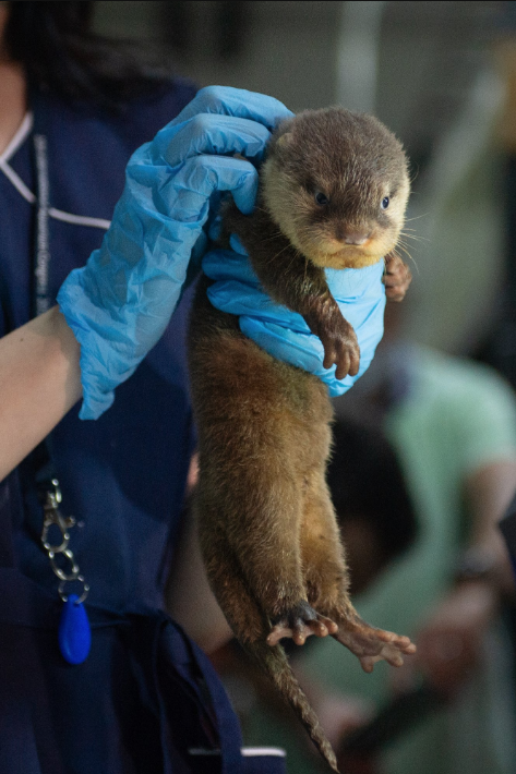 В Петербурге чипировали выдрят. Фото Святослав Акимов, "Metro"