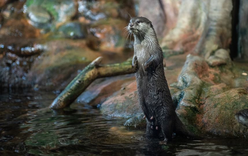 В Петербурге чипировали выдрят. Фото Святослав Акимов, "Metro"