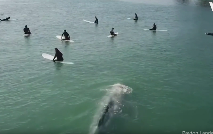 Серый кит с сёрферами прославился в YouТube
