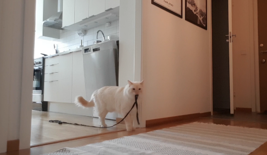 Скрытая камера сняла "тайную жизнь" оставшегося в одиночестве кота: видео