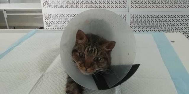 Кот на реабилитации.