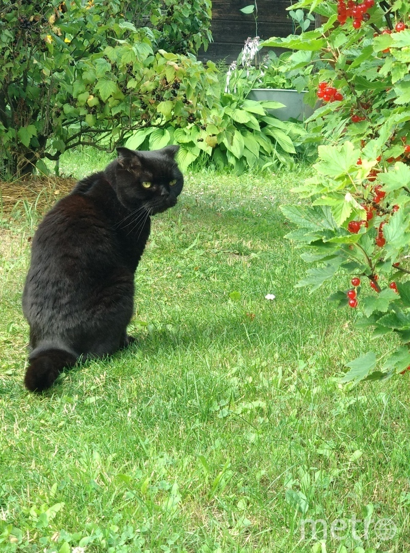 Тошка. Фото "Metro"