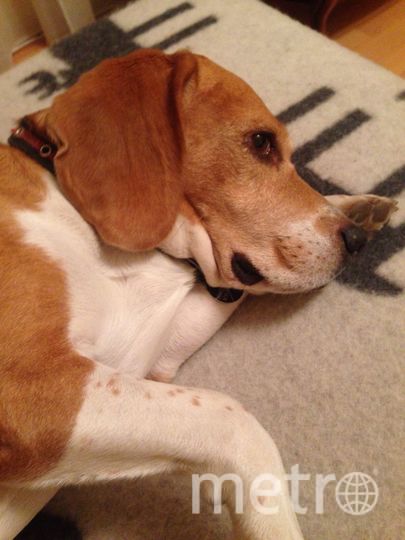 Лаки. Фото "Metro"