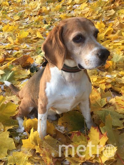 Лаки. Фото "Metro"