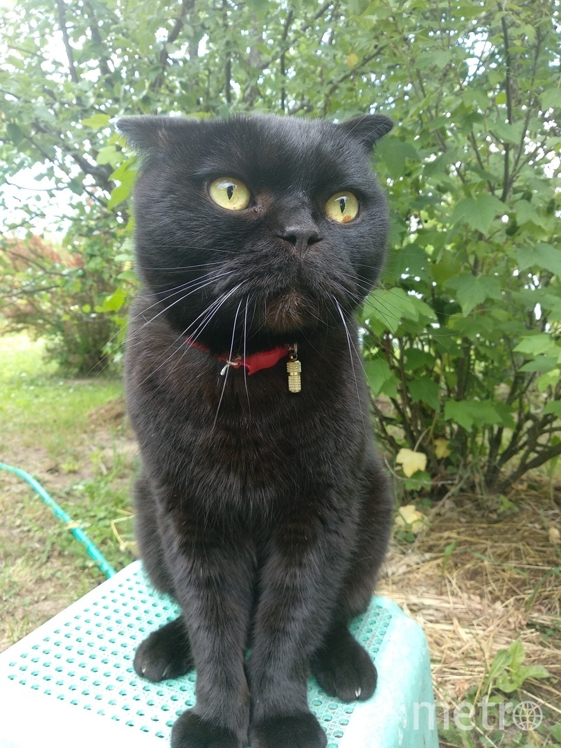 Тошка. Фото "Metro"