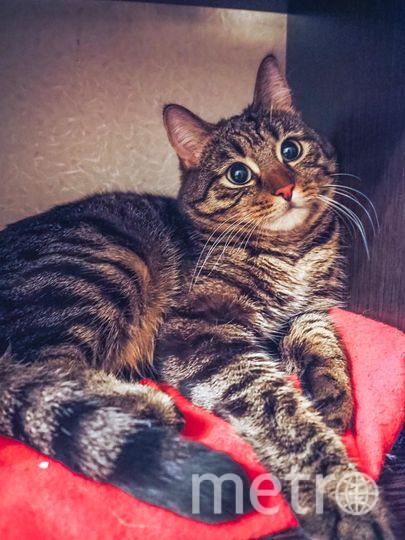 Бублик. Фото "Metro"