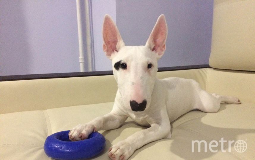 Гарри. Фото "Metro"