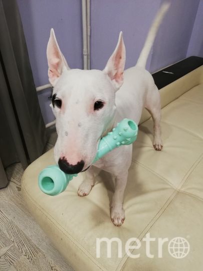 Гарри. Фото "Metro"