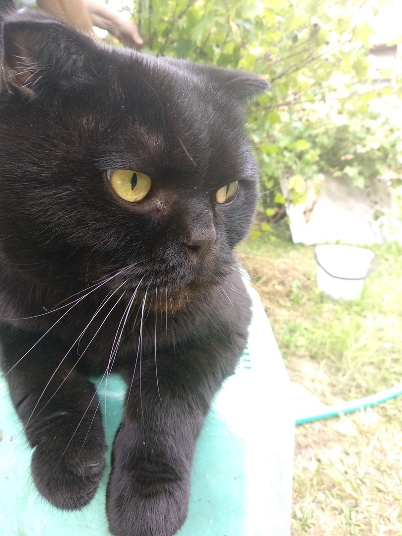 Тошка. Фото "Metro"