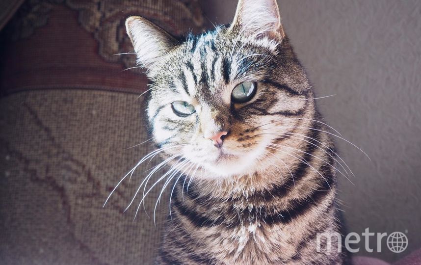 Бублик. Фото "Metro"