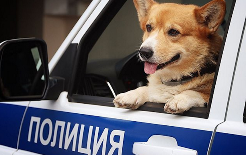Единственный в России полицейский корги вышел на пенсию